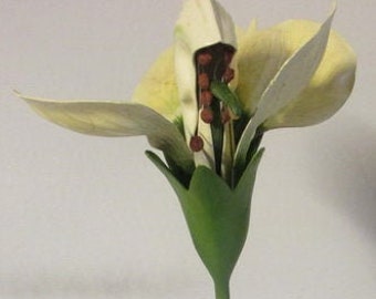 antique botanic model of a pea flower Pisum Sativum Brendel Phywe