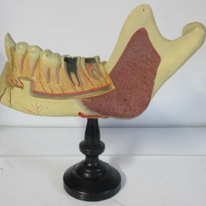 Zabytkowy dydaktyczny model anatomiczny zębów na drewnianej podstawie