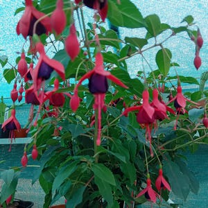 Fuchsia MISS POPPLE 7 cm pot Gratis verzending