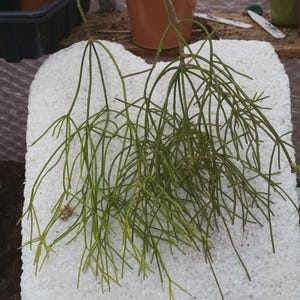 Epiphyllum Rhipsalis Terres Boca Da Bocaina well rooted young plant (very rare)