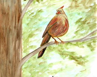 Original Watercolor Painting,  Female Cardinal Birds,   11x14  Original Painting