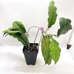 Hoya finlaysonii &#39;snow&#39;