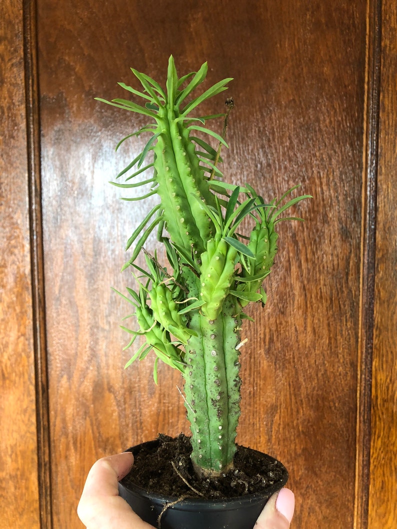 Euphorbia Loricata African Palm Tree Cactus Succulent Armata Etsy