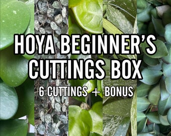 Hoya Cuttings bundle, Beginner's Box