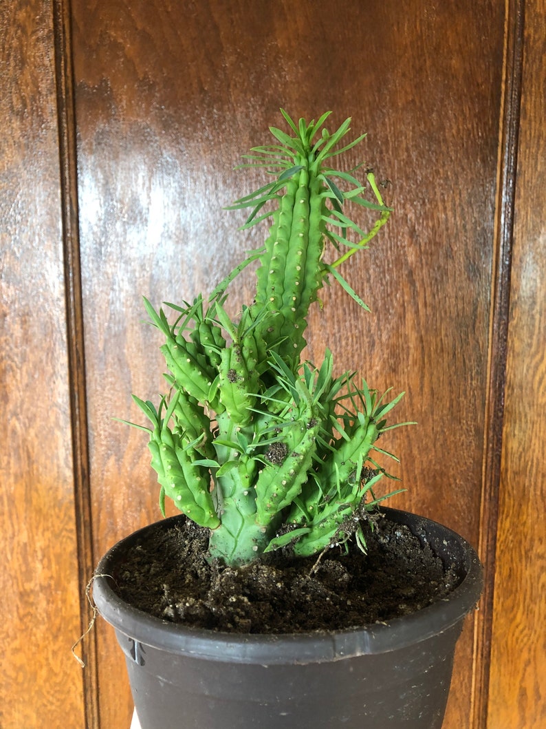 Euphorbia Loricata African Palm Tree Cactus Succulent Armata Etsy