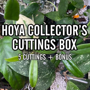 Hoya Cuttings bundle, Collector&#39;s Box