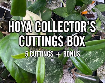 Hoya Cuttings bundle, Collector's Box