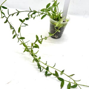 Hoya engleriana