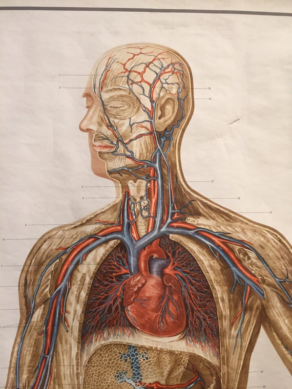 Vintage Anatomy Chart