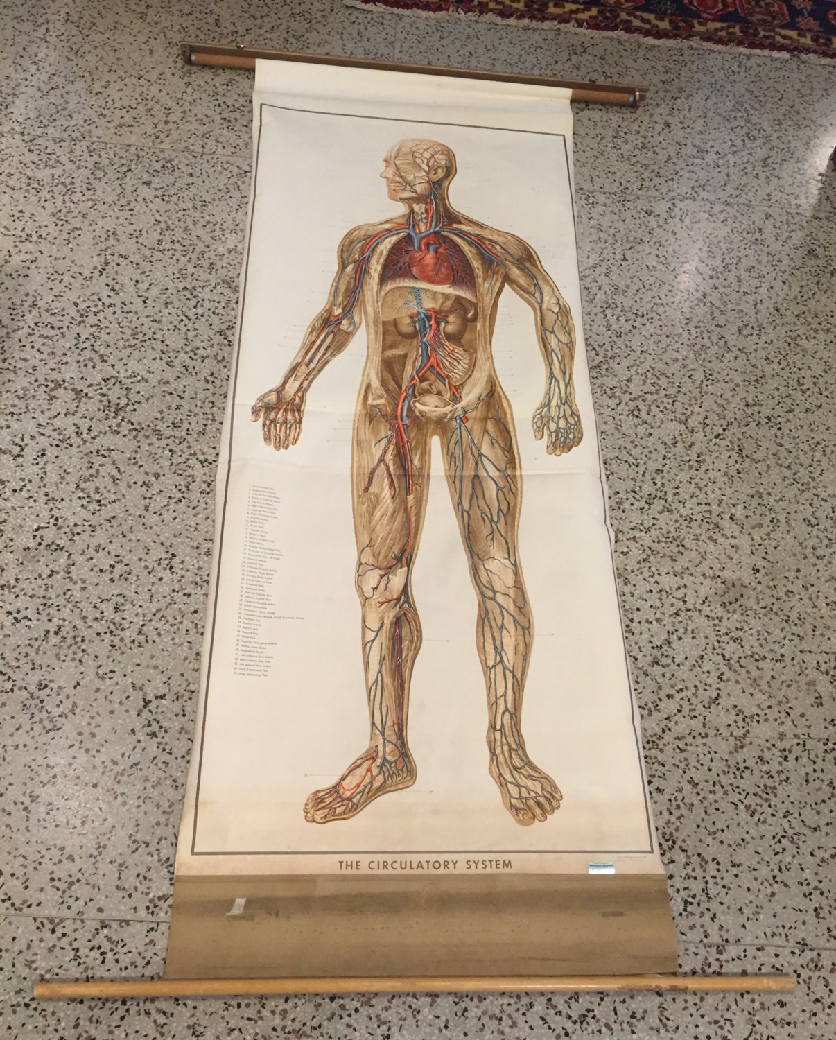 Gráfico Anatómico Profesional del Sistema Muscular Humano - Póster de