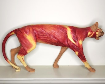 Vintage Cat Anatomy Model: Musculoskeletal and Organ Display