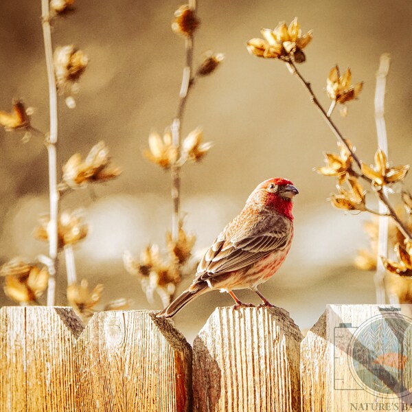 Red House Finch at Sunset