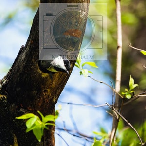 Carbonero de cabeza negra en un árbol