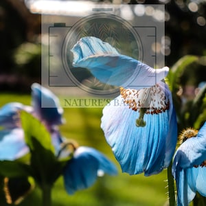 Blue Himalayan Poppy (digital file)