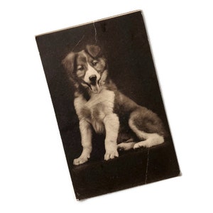 Cartolina d'epoca con cucciolo del 1921 / Effimera sui cani / Eastern Specialty Mfg Co / Carta da collezione con timbro postale