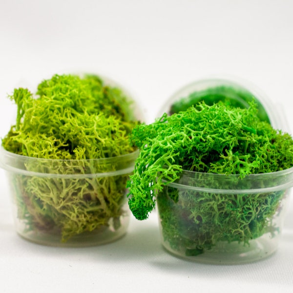 Natural Green Moss, Real Preserved Natural Moss, Iceland Moss, Sphere Moss Ring, Dried Reindeer, Terrarium Epoxy Resin Jewelry, DIY