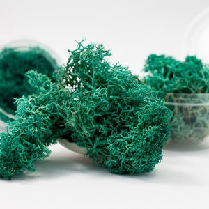 Muschio turchese naturale, vero muschio naturale conservato, muschio islandese, anello di muschio sferico, renna essiccata, gioielli in resina epossidica per terrari, fai da te