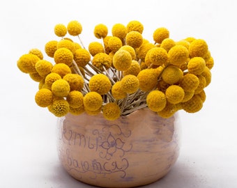 Natural Dry Yellow Billy Balls Craspedia, Dry Flower for Mold, 10 pcs, Floral arrangement, DIY Epoxy Resin Jewelry, Yellow Flowers, CR