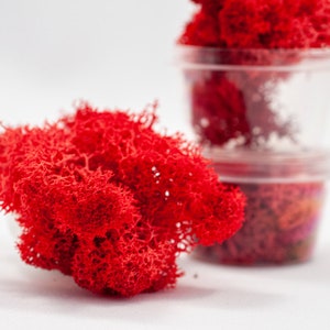 Muschio rosso naturale, muschio naturale conservato reale, muschio islandese, anello di muschio sfera, renna essiccata, gioielli in resina epossidica terrario, fai da te