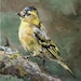 see more listings in the Birds section