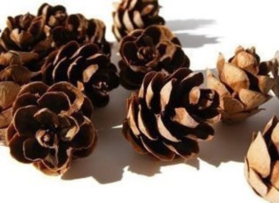 Natural Pine Cones 60Pcs Quality Pinecone/'s Florists Crafts Decorative Cone