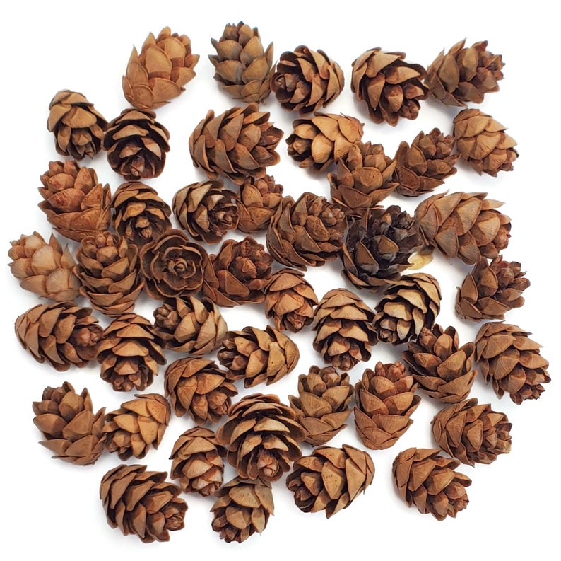 250 Miniature Hemlock Cones Tiny Pine Cones for Floral | Etsy
