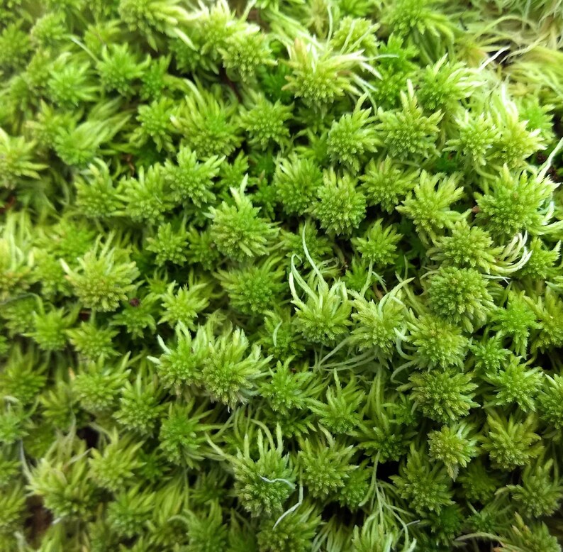 Spectacular Sphagnum Moss Fresh Live Lush Green for Etsy