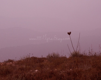 Photographie originale * coeur solitaire à l’aube * Nature photographie, photographie argentique, Israël coeur * décor mural imprimable * Téléchargement instantané