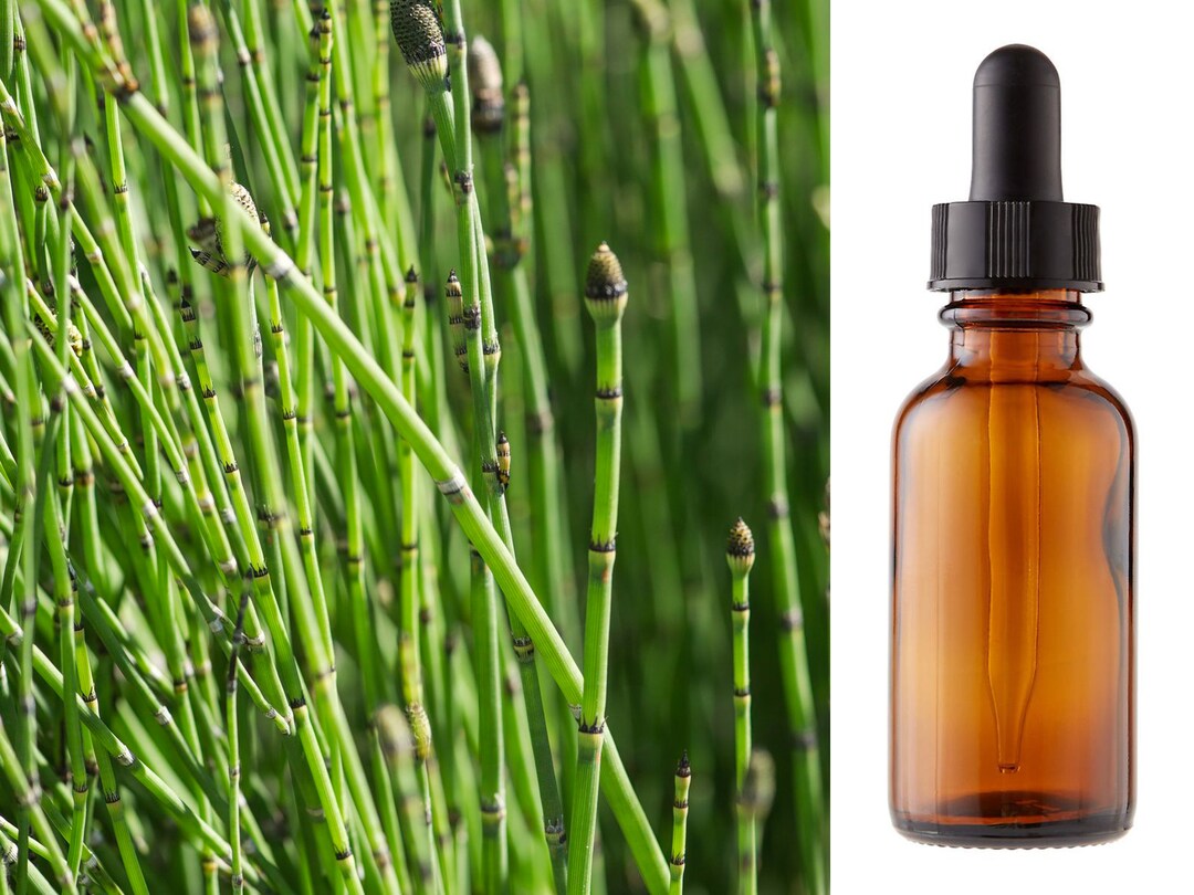 Horsetail Tincture Shavegrass Herbal / Botanical Floral Equisetum
