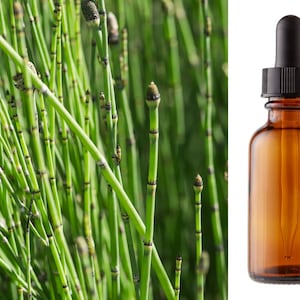 Horsetail Tincture Shavegrass Herbal / Botanical Floral Equisetum Extract 1 oz Certified Organic Vegan Kosher Gluten-Free Soy-Free Non-GMO