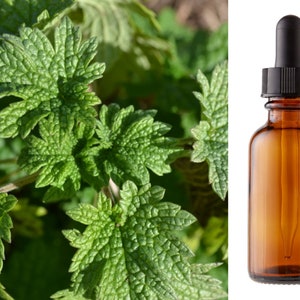 Motherwort Tincture / Herbal Extract / Botanical Liquid Concentrate / Leaf & Floral Tonic Certified Organic Vegan Gluten-Free Soy-Free