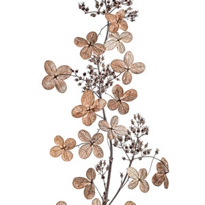 May include: Dried hydrangea flower stems with delicate brown petals and seed pods arranged in a vertical bouquet.