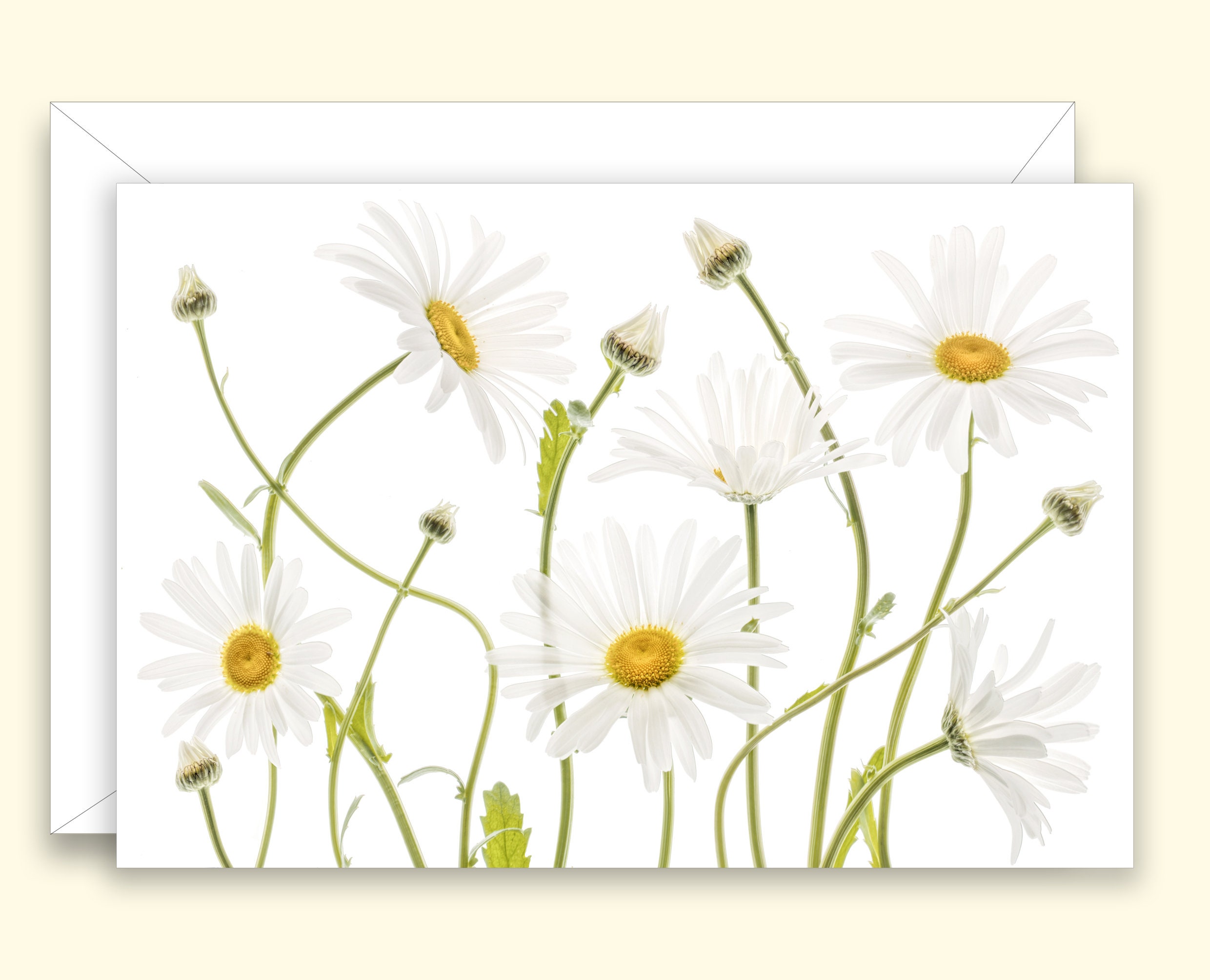 Daisies Greeting Card Etsy UK