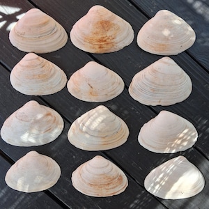 May include: A collection of twelve off-white clam shells arranged in a grid. Each shell features a triangular shape with concentric growth rings and subtle tan or light brown discoloration across the smooth, curved surfaces of the exterior.