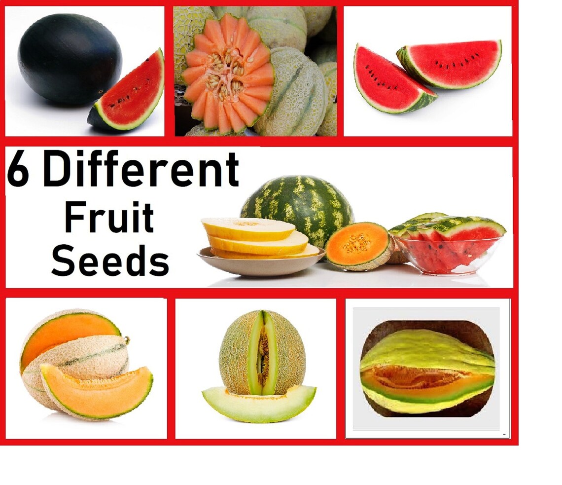 Heirloom Fruit Seeds Non Hybrid Real Survival Seeds. 6 Different Types