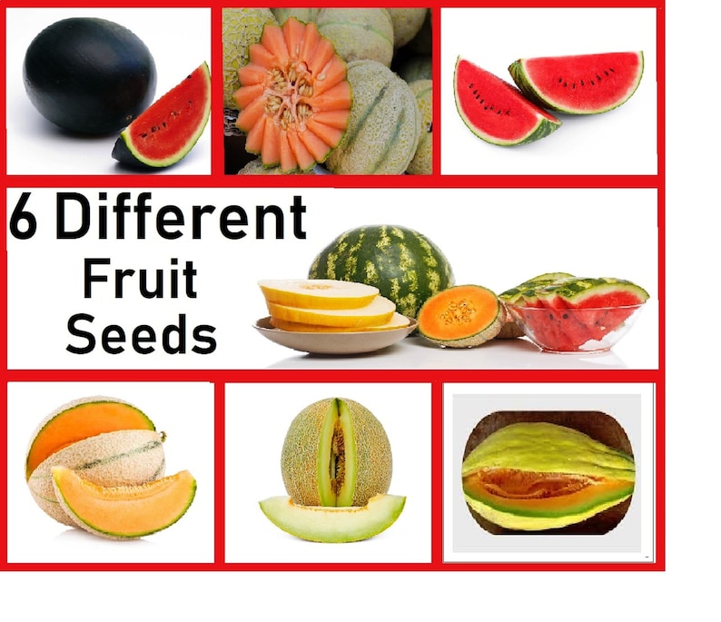 Heirloom Fruit Seeds Non Hybrid Real Survival Seeds. 6 Different Types