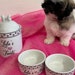 see more listings in the Pet Bowls and Treat Jars section