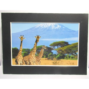 Trio Giraffen auf der Safari 13&quot;X 18 cm schwarz mattiert Kartendruck