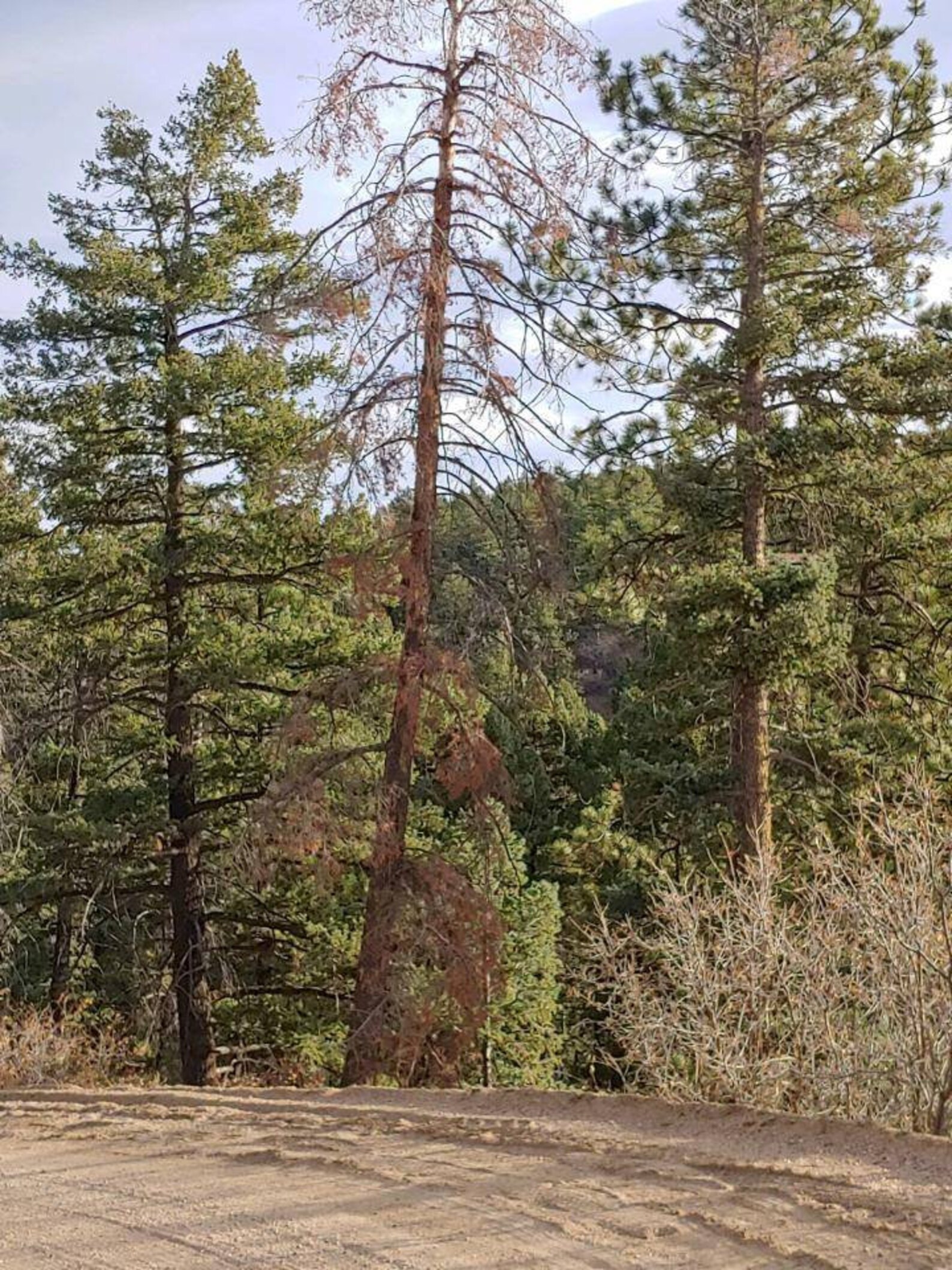 Hand sawn Upcycled BeetleKill Pine Trees from Colorado Etsy