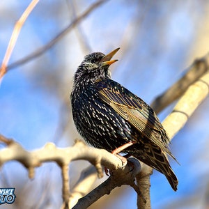 European Starling Photograph, Color Photography, Nature Decor, Wall Art, Art Print, Animal Photo, Small Bird, &quot;European Starling #1&quot;