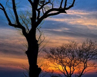 NJ Photograph, Color Photography, Sandy Hook New Jersey Photo, Wall Art, Art Print, Jersey Shore, Winter Trees, "Sunset Silhouettes"