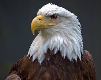 Bald Eagle Photograph, Color Photography, Nature Photo, Wall Art, Art Print, Animal Portrait, Bird Of Prey, "Bald Eagle, Close-Up #1"