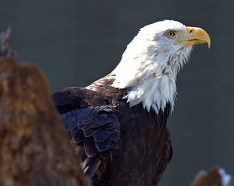 Bald Eagle Photograph, Color Photography, Nature Photo, Wall Art, Art Print, Animal Portrait, Bird Of Prey, "Bald Eagle #1"