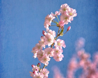 Cherry Blossom Tree Photograph, Color Photography, Wall Art Print, Pink Flowers, Spring Decor, Nature Photo, "Cherry Blossom #1"