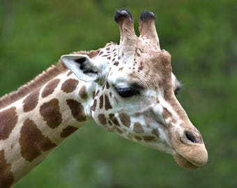 Giraffe Photograph, Color Photography, Nature Photo, Wall Art, Art Print, Animal Portrait, "Giraffe, Close-Up #1"