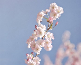 Cherry Blossom Tree Photograph, Color Photography, Wall Art Print, Pink Flowers, Spring Decor, Nature Photo, "Cherry Blossom #1"