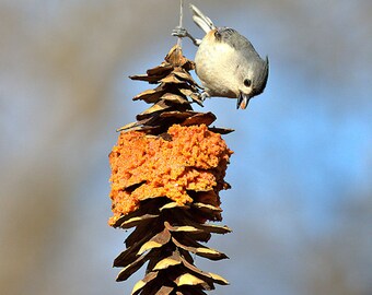 Tufted Titmouse Photograph, Central Park, Color Photography, Nature Photo, Wall Art, Art Print, Small Bird, "Getting A Bite To Eat"