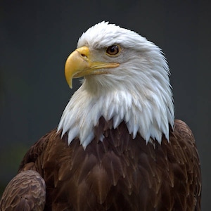 Bald Eagle Photograph, Color Photography, Nature Photo, Wall Art, Art Print, Animal Portrait, Bird Of Prey, "Bald Eagle, Close-Up #1"