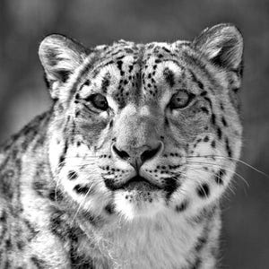 Snow Leopard Photograph, Black and White Photography, Photo, Wall Art, Art Print, Animal Portrait, Big Cat, &quot;Snow Leopard, Close Up #1&quot;