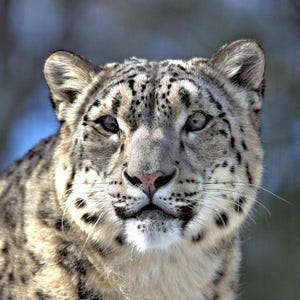 Snow Leopard Photograph, Color Photography, Nature Photo, Wall Art, Art Print, Animal Portrait, Big Cat, &quot;Snow Leopard, Close Up #1&quot;
